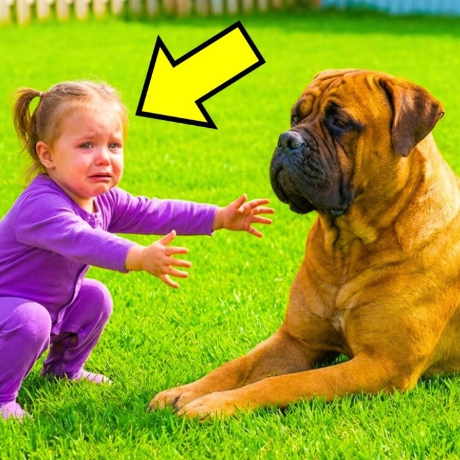 Baby Tries To Hug The Giant Bullmastiff — Dog’s Reaction Shocked Everyone!