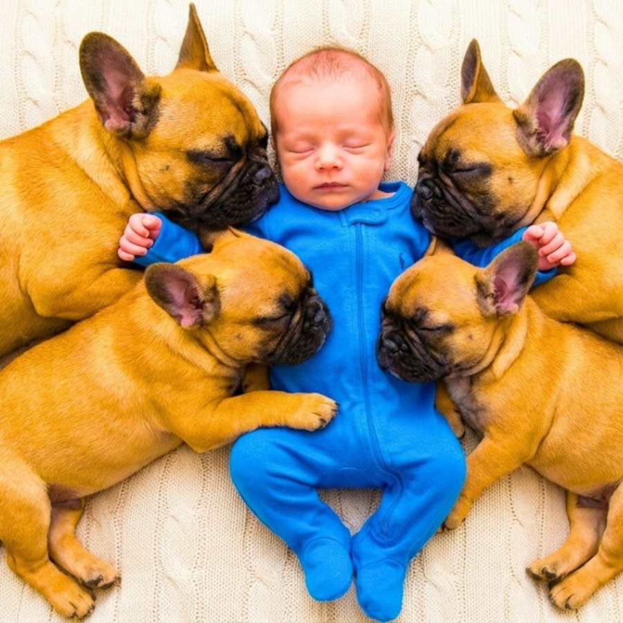 Baby Slept With 4 Bulldogs. But When He Woke Up, Nobody Expected THIS!