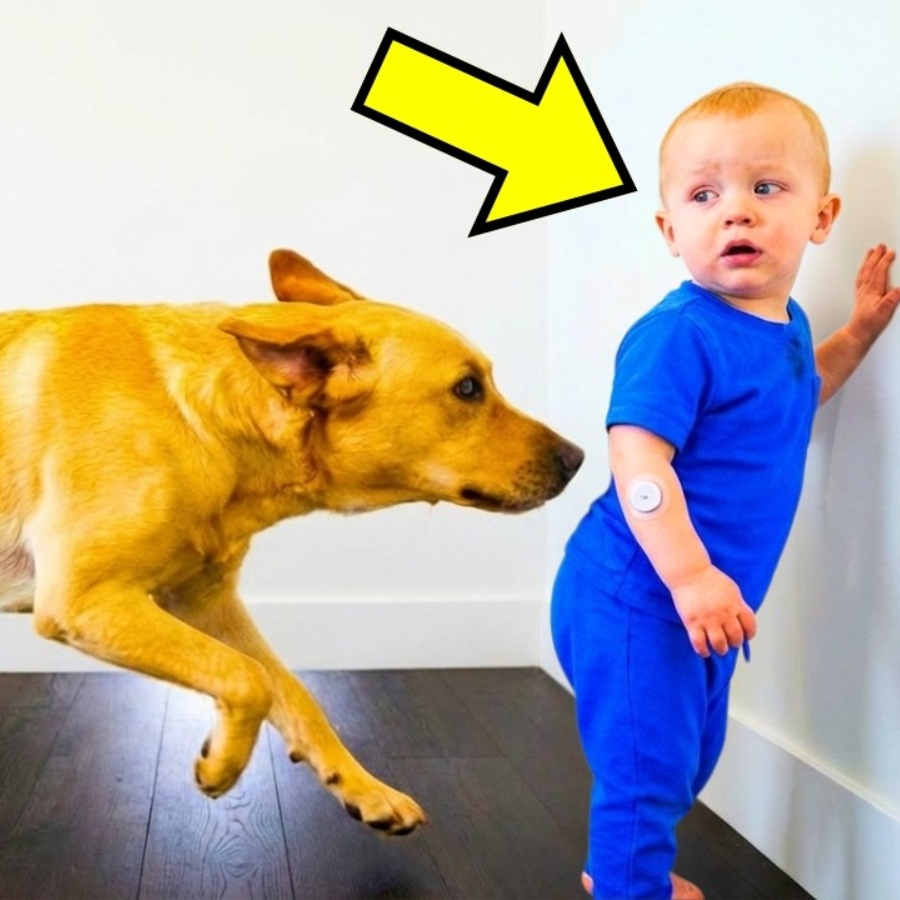 Dog Follows The Baby Everywhere. When Mom Finds Out Why, She Cries!