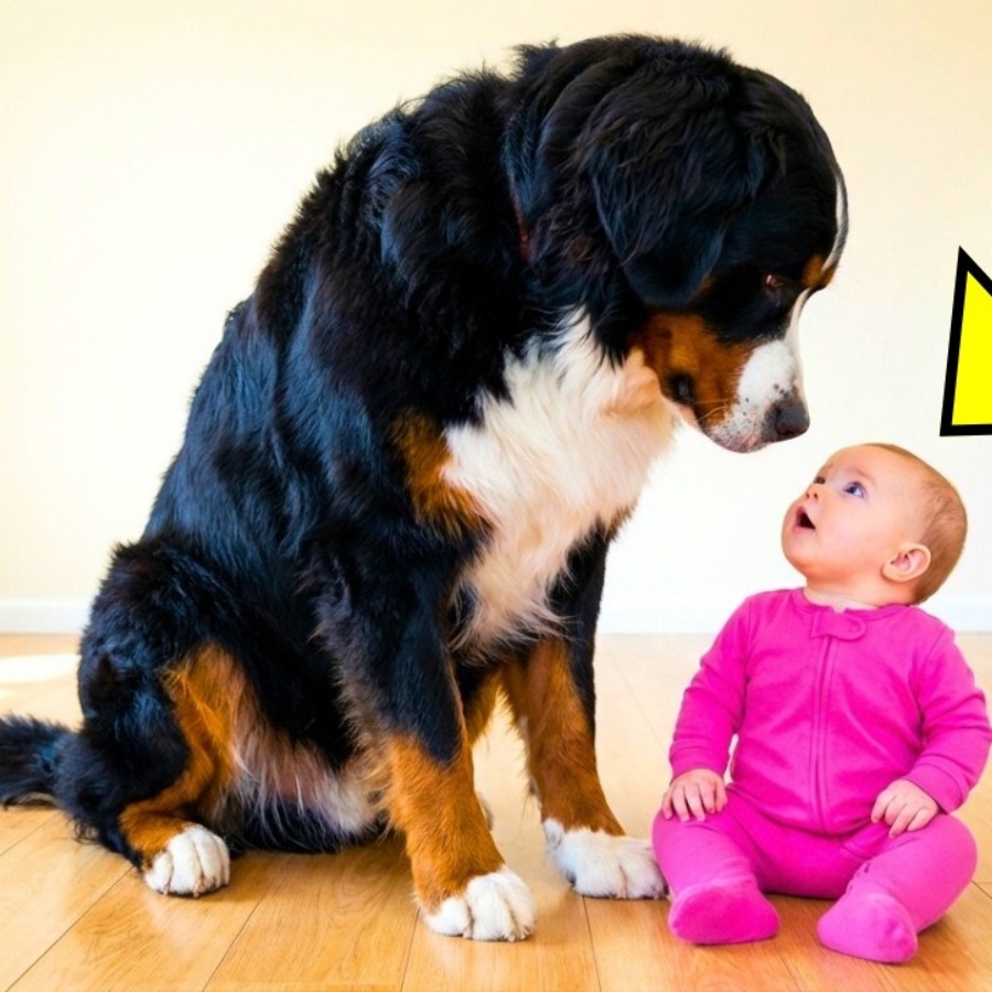 Baby Keeps Staring At The Giant Dog Every Night. Until Mom Found THIS!