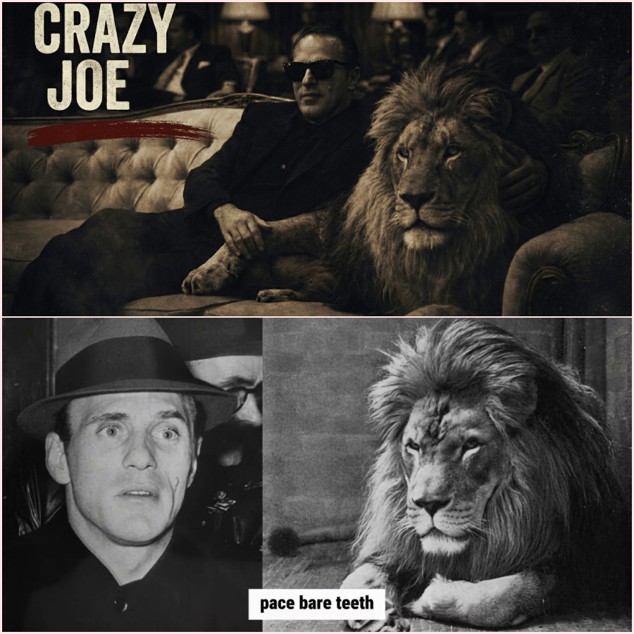 Crazy Joe Gallo: The Mobster Who Brought A Lion To Mob Meetings HT