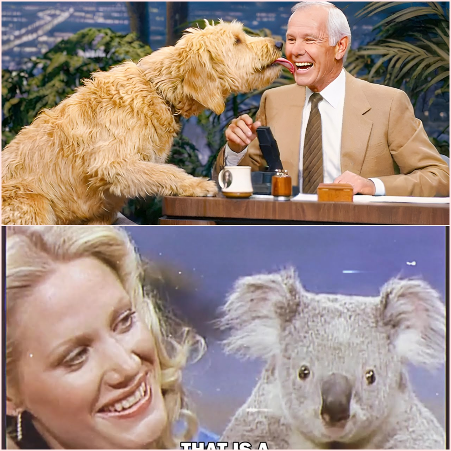 The Most FUNNY Animals On The Tonight Show HT
