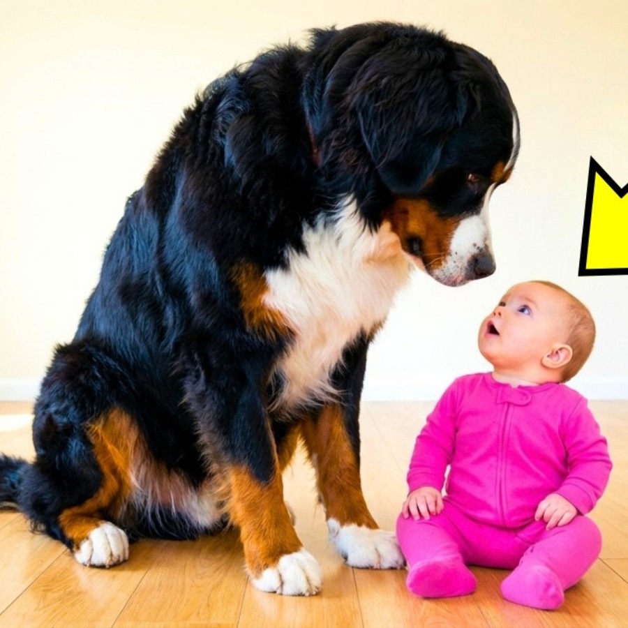 Baby Keeps Staring At The Giant Dog Every Night. Until Mom Found THIS!