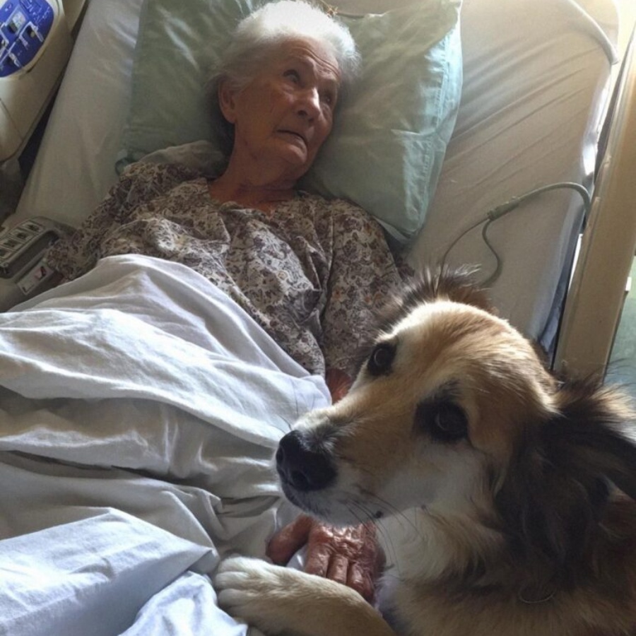 Our Rescue Dog Found an Unconscious Older Lady in the Woods – What We Learned About Her Changed Everything JJ