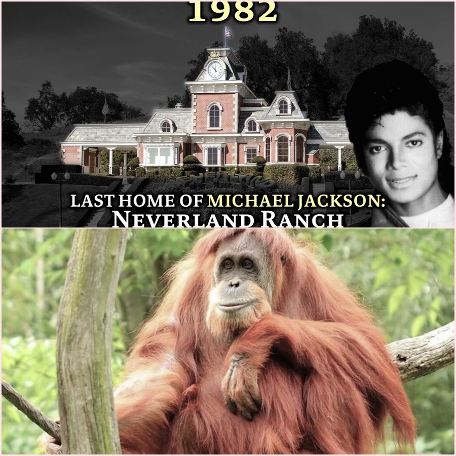 The Dark Story of Michael Jackson’s Estate: The Rise and Fall of Neverland Ranch ht