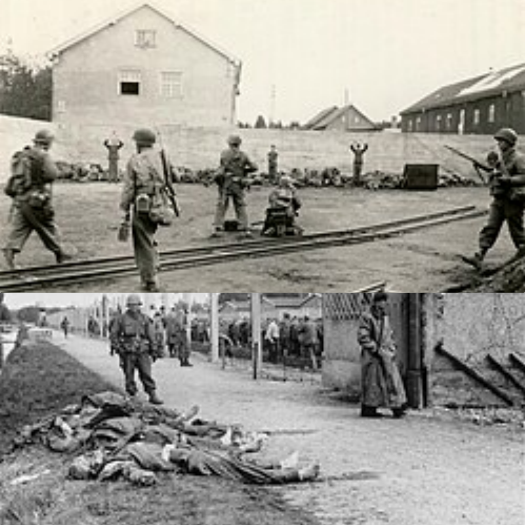 The Silent Witness in the Cellar: The Unspoken Weight of the Dachau Liberation Reprisals and the Final Reckoning of the SS